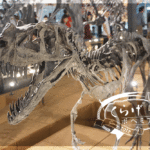 こどもとお出かけ｜【福井県立恐竜博物館】こどもが恐竜好きならここ