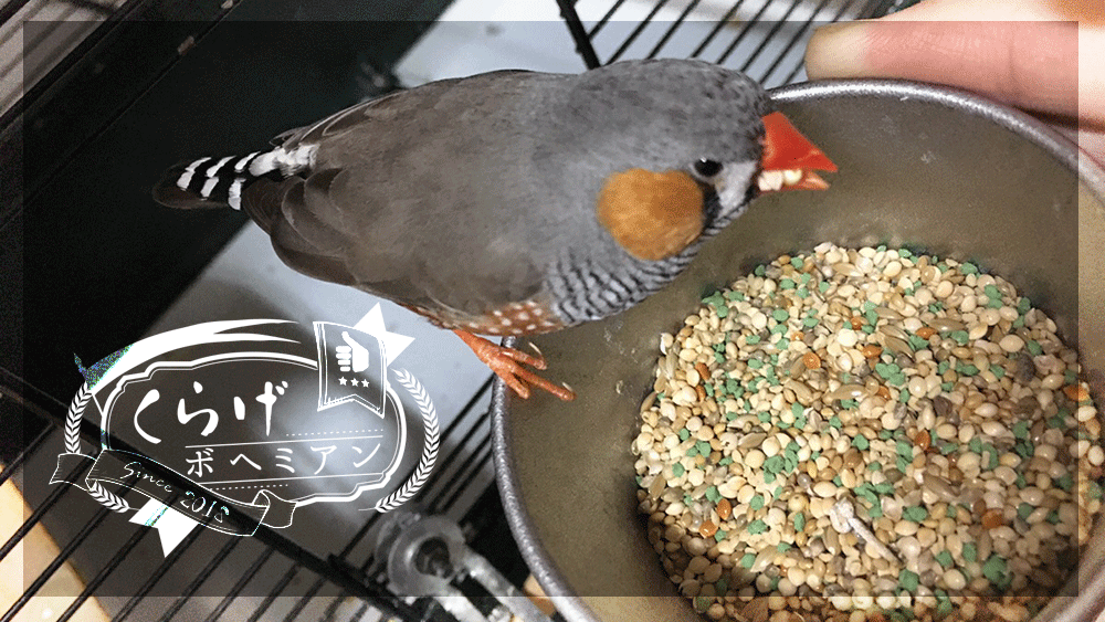 錦花鳥-キンカチョウ-餌入れをDIY｜既製品では大きすぎる | くらげボヘミアン