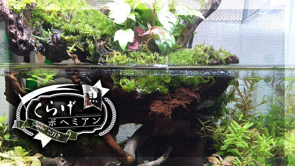 アクアテラリウム水槽　60規格水槽 アクアテラリウム水槽 60規格水槽 - メルカリ