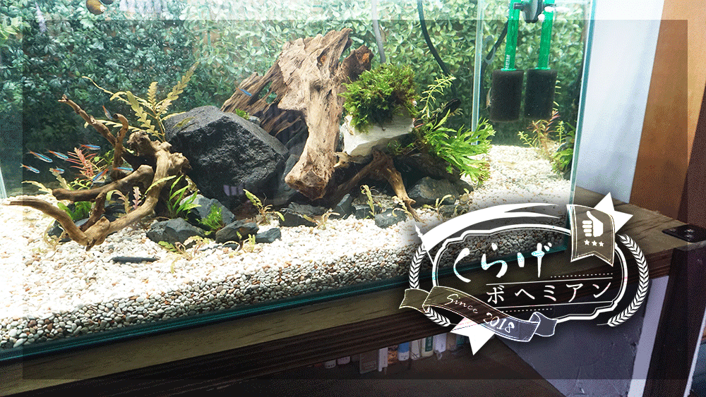 19 子どもができてからずっとおざなりのアクアテラリウム水槽を