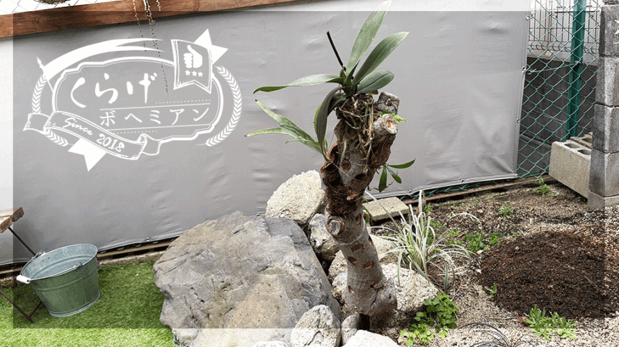 庭木を切った幹を再利用|胡蝶蘭・ビカクなどの活着植物スタンドをDIY